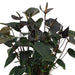 anthurium-andreanum-black-love-incl-pure-zink-45cm-o12