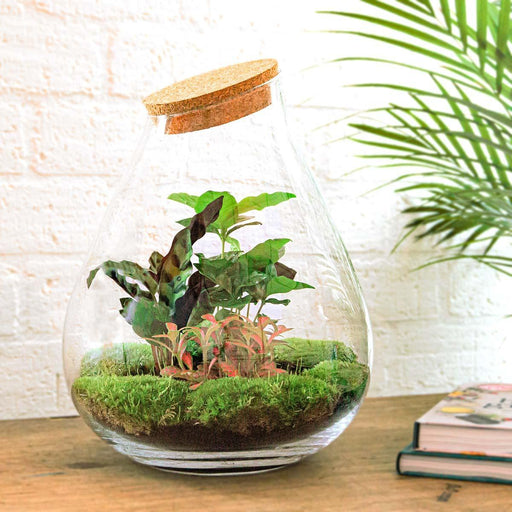 diy-terrarium-drop-xl-rood-↕-37-cm-normal