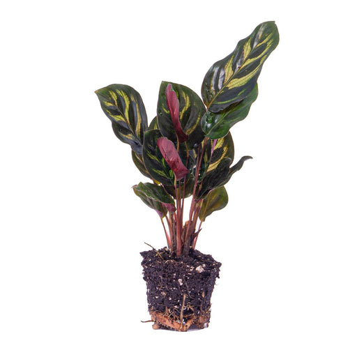 calathea-makoyana-pauwenplant-terrarium-plant-potmaat-6