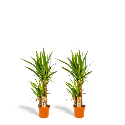 2x-yucca-90cm-o17cm