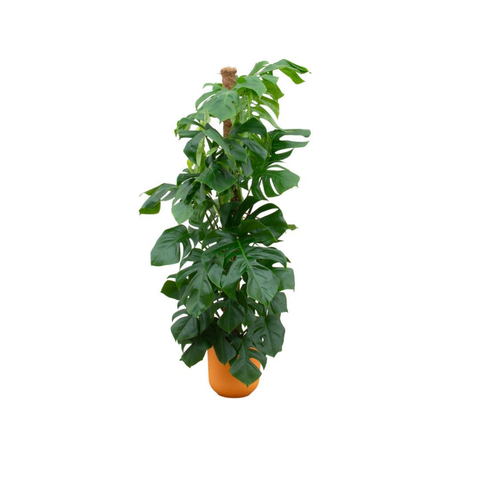 combi-deal-monstera-pertusum-xl-inclusief-elho-jazz-round-geel-o26-150-cm