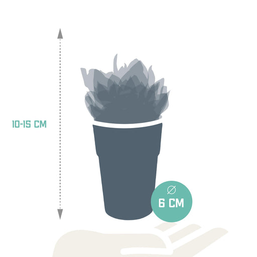 vetplanten-mix-5-5-cm-5x-in-gekleurde-plasticpot