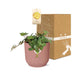 peperomia-hope-in-elho-vibes-fold-14cm-roze