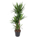 yucca-elephantipe-180-cm-o34