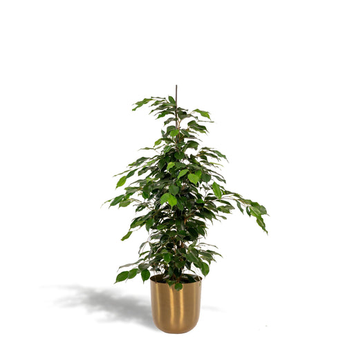 ficus-benjamina-danielle-95cm-o21cm-pot-mayk-gold