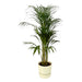 areca-palm-110cm-o21cm-inclusief-elho-greenville-round-wit-d24xh23