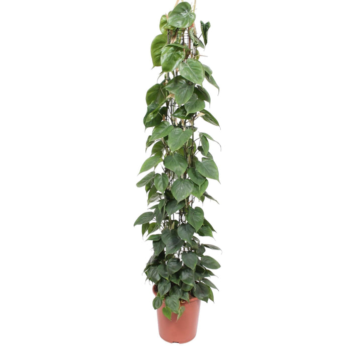 philodendron-scandens-gaasrek-160-cm-o27