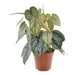 philodendron-brandtianum-35-cm-o12