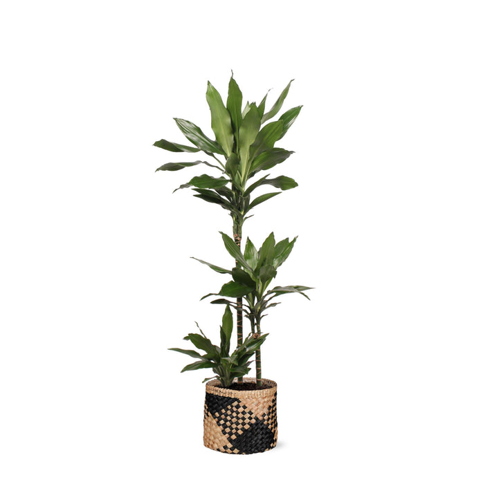 dracaena-janet-lind-o24cm-↕120cm-in-albury-black-print-mand