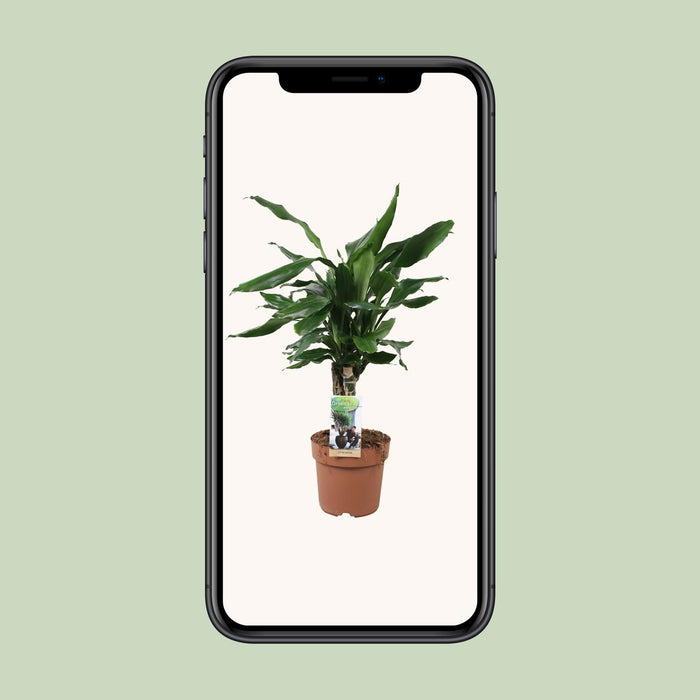 dracaena-fagrans-steudneri-green-55cm-o17cm