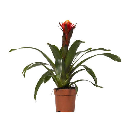 guzmania-happiness-o12-↕45