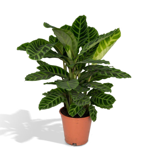 calathea-zebrina-pauwenplant-80cm-o19