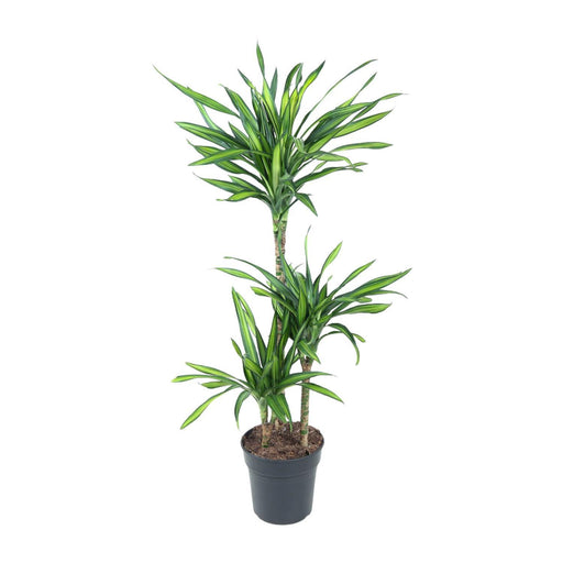 dracaena-fragrans-riki-o21cm-↕120cm