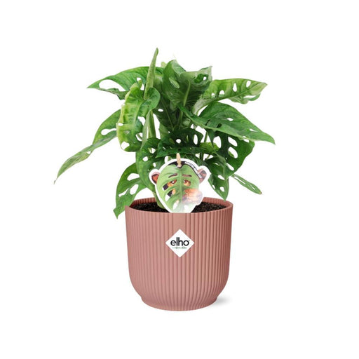 monstera-monkey-leaf-in-elho-vibes-fold-14cm-roze