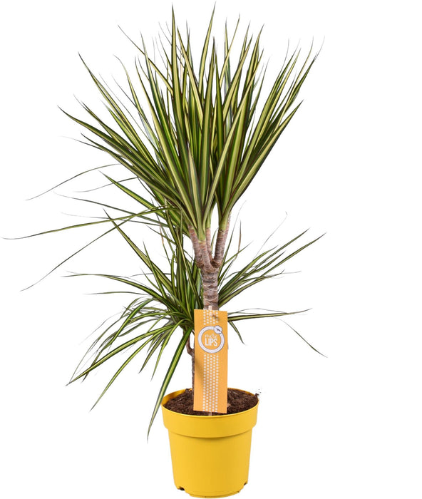 dracaena-sunray-o17-↕70-1