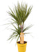 dracaena-sunray-o17-↕70-1