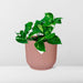 epipremnum-pinnatum-aureum-in-elho-vibes-fold-14cm-roze