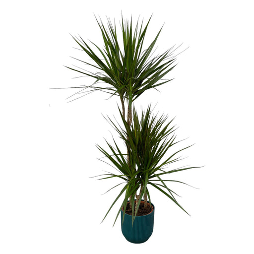 dracaena-marginata-120cm-o21cm-inclusief-elho-vibes-fold-round-blauw-d22xh20