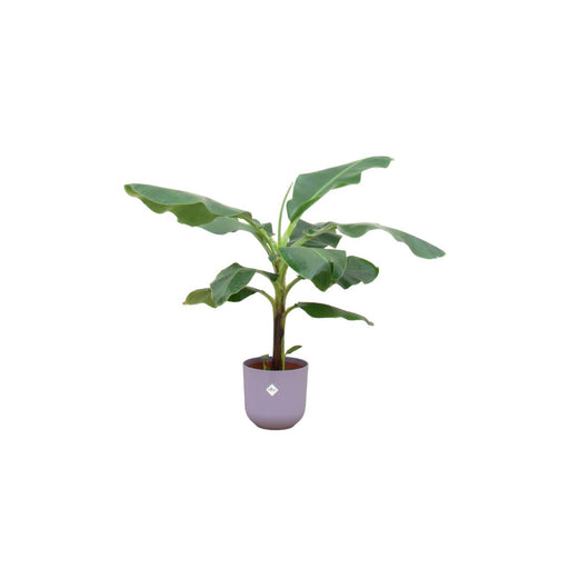 combi-deal-bananenplant-musa-inclusief-elho-jazz-round-lila-o23-100-cm