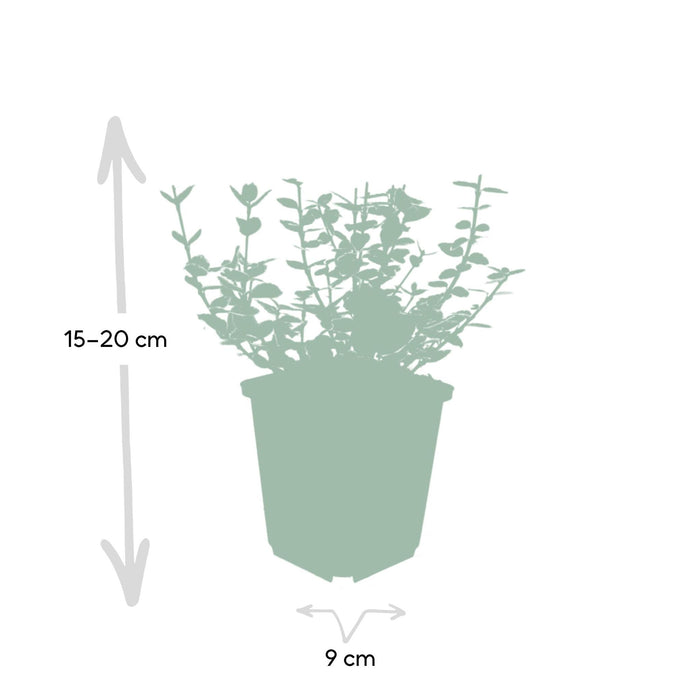 6x-euonymus-emerald-n-gaity-↕10-25cm-o9cm