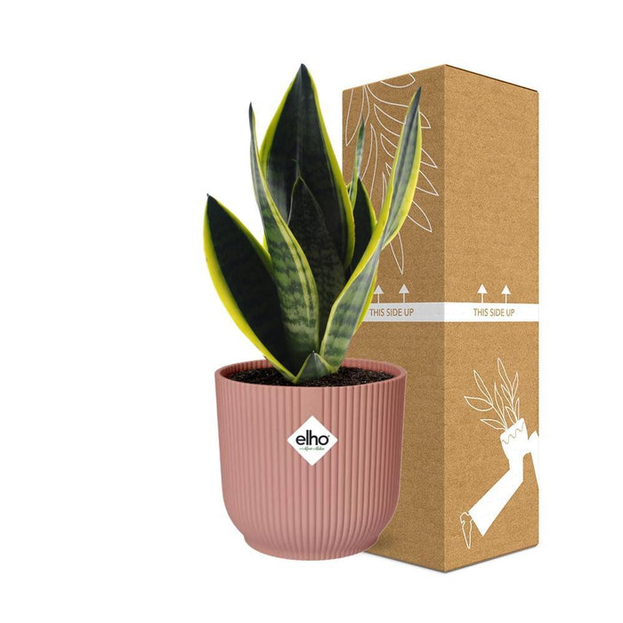 sansevieria-futura-superba-in-elho-vibes-fold-14cm-roze