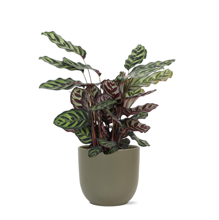 calathea-makoyana-o21cm-↕70cm-in-boule-olijf-pot