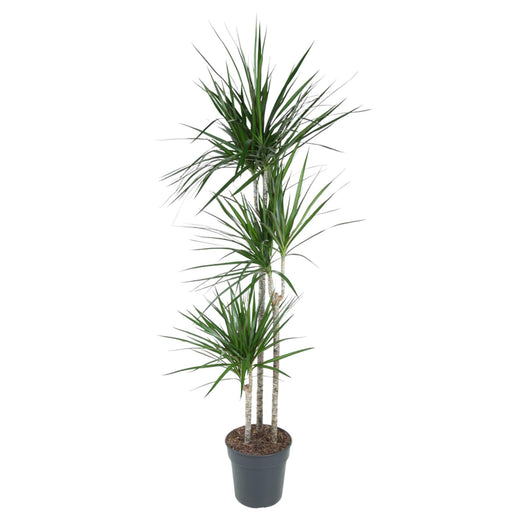 dracaena-marginata-160-cm-o24