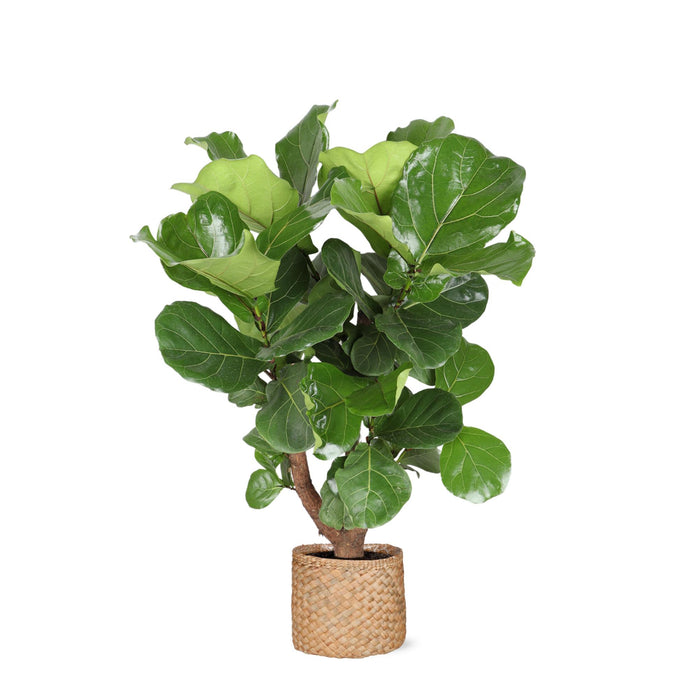 ficus-lyrata-vertakt-o27cm-↕130cm-in-albury-natural-mand