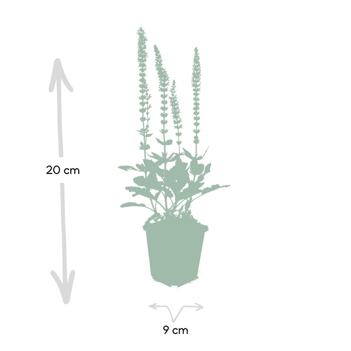 6x-salvia-nem-ostfriesland-↕10-25cm-o9cm