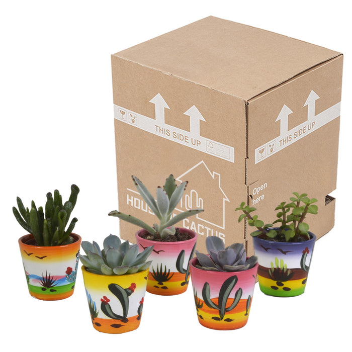 vetplanten-mix-5-5-cm-5x-in-mexicaanse-pot