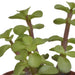 vetplanten-mix-5-5-cm-5x-zonder-pot