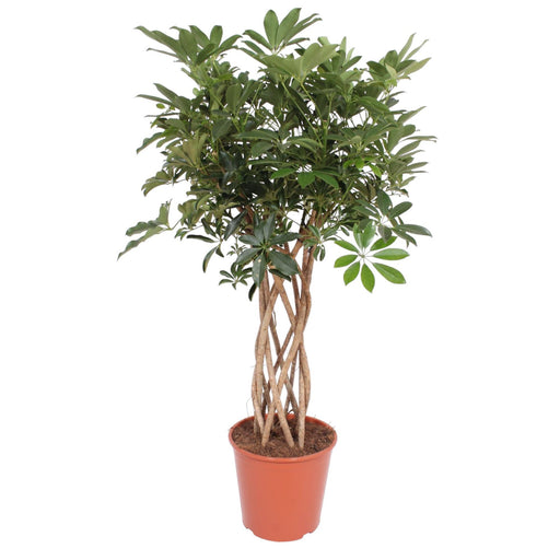 schefflera-arboricola-compacta-gevlochten-stam-140-cm-o30