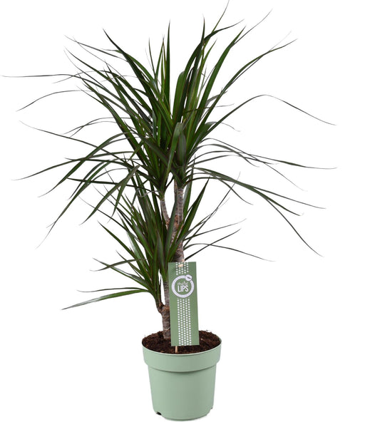 dracaena-marginata-o17-↕70