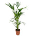 kentia-palm-160cm-o24