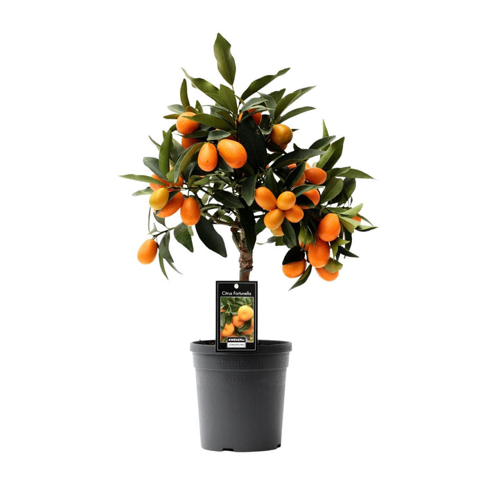 citrus-kumquat-o16cm-↕45cm