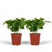 2x-coffea-arabica-koffieplant-25cm-o12