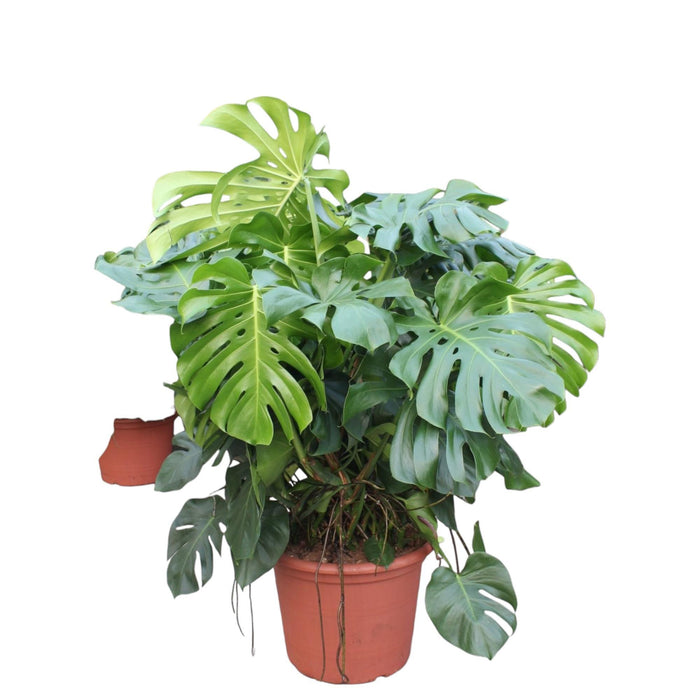 monstera-deliciosa-xxxl-130-cm-o55