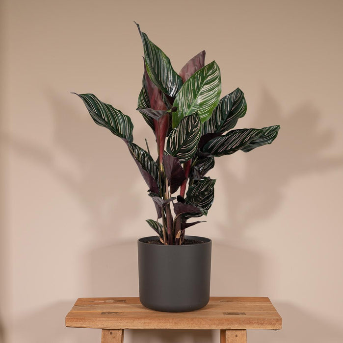 calathea-ornata-o14-50cm