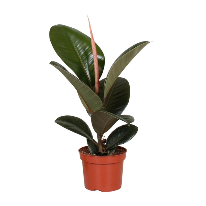 ficus-elastica-robusta-o12cm-↕35cm