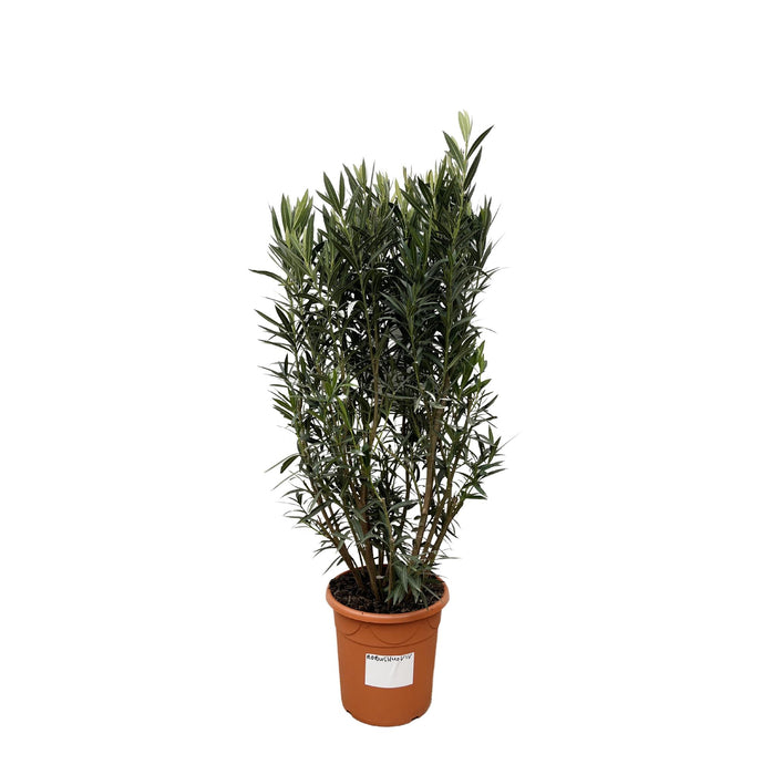 nerium-oleander-struik-180cm-o40