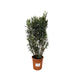 nerium-oleander-struik-180cm-o40