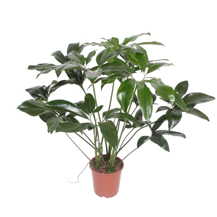 philodendron-green-wonder-120-cm-o27