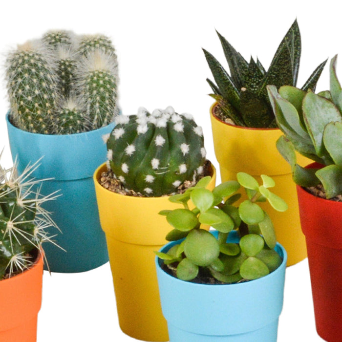 cactus-en-vetplanten-mix-5-5-cm-15-stuks-in-gekleurde-plasticpot