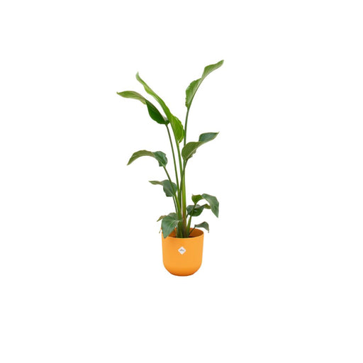 combi-deal-strelitzia-nicolai-inclusief-elho-jazz-round-geel-o23-100-cm