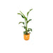 combi-deal-strelitzia-nicolai-inclusief-elho-jazz-round-geel-o23-100-cm