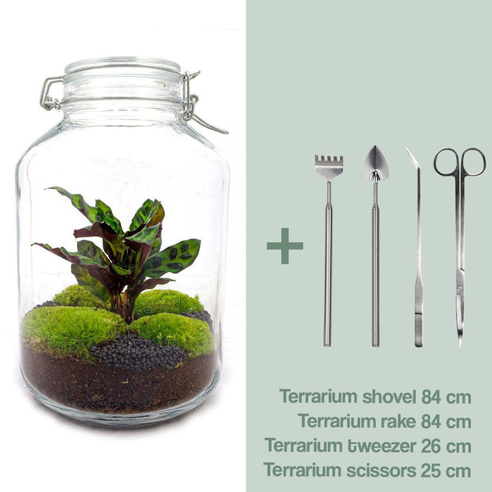 diy-terrarium-jar-calathea-↕-28-cm-normal