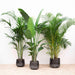 combi-deal-xxl-kentia-200-cm-strelitzia-nicolai-225-cm-areca-200-cm