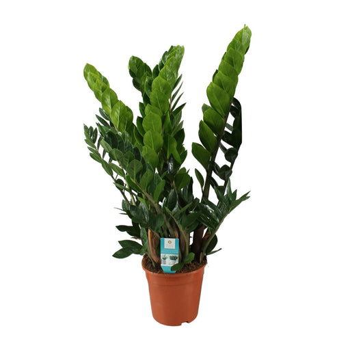 zamioculcas-zamiifolia-o21-80cm