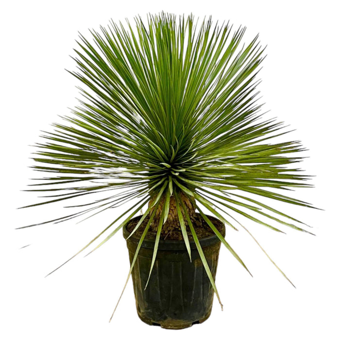 yucca-rostrata-op-stam-80-cm-o27