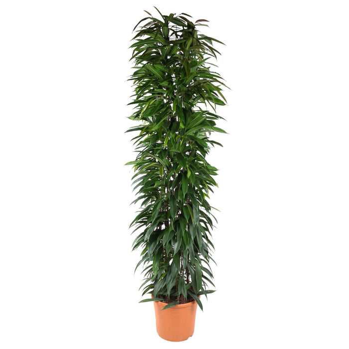 ficus-alii-king-zuil-200-cm-o35